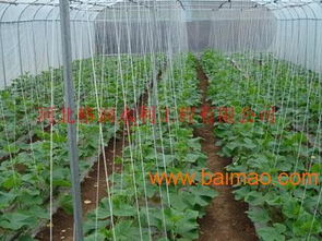 河北邢臺(tái)大田蔬菜滴灌帶 滴灌帶價(jià)格低質(zhì)量好,河北邢臺(tái)大田蔬菜滴灌帶 滴灌帶價(jià)格低質(zhì)量好生產(chǎn)廠家,河北邢臺(tái)大田蔬菜滴灌帶 滴灌帶價(jià)格低質(zhì)量好價(jià)格